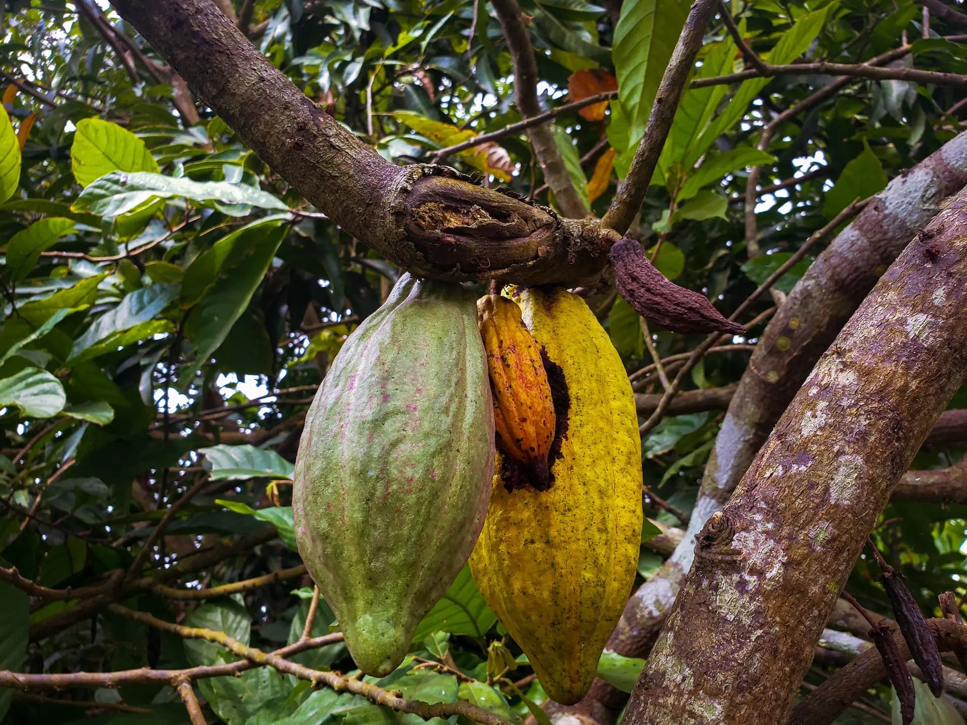 El Cadmio y los Granos de Cacao: Un Desafío para la Industria del Chocolate