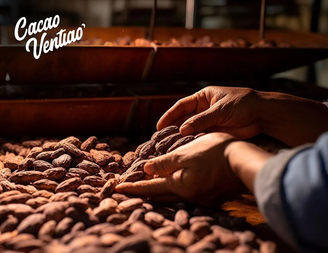 Manos sosteniendo unos granos de cacao